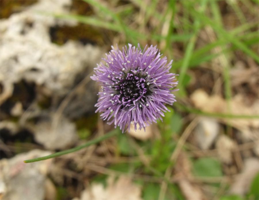Globularia ciociara da id - Globularia bisnagarica